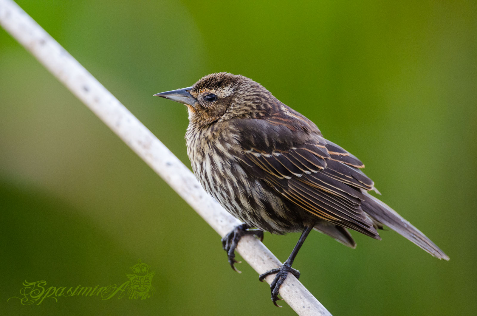 Image from ANIMALS album