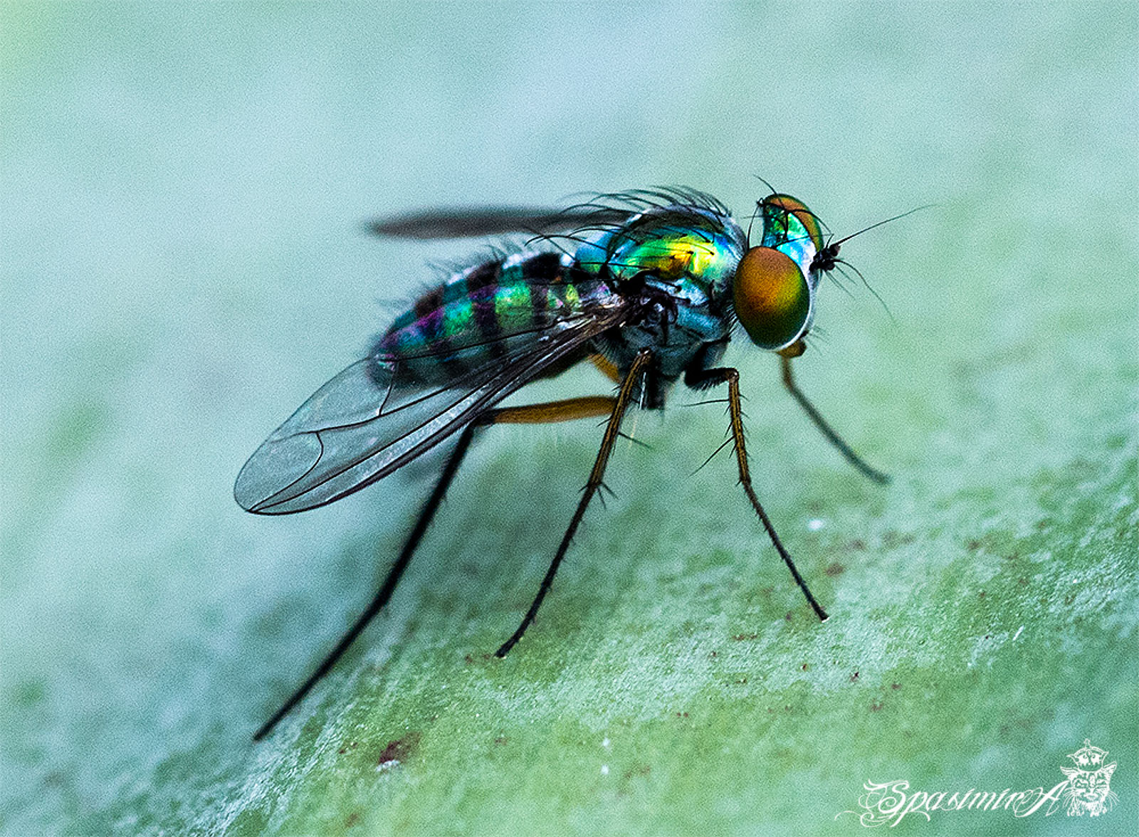 Image from MACRO album