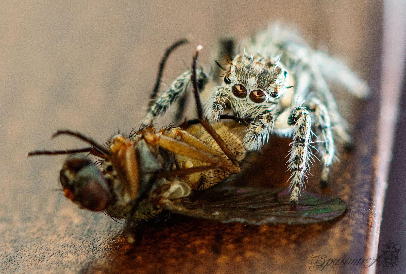 Image from MACRO album