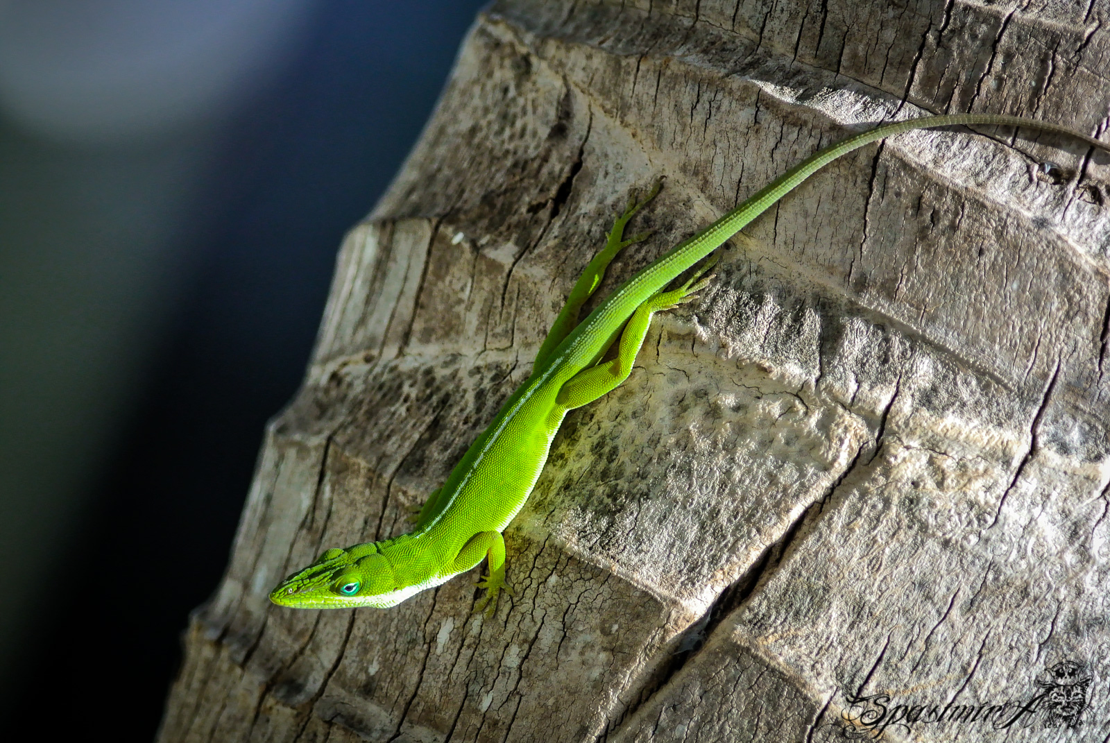 Image from ANIMALS album