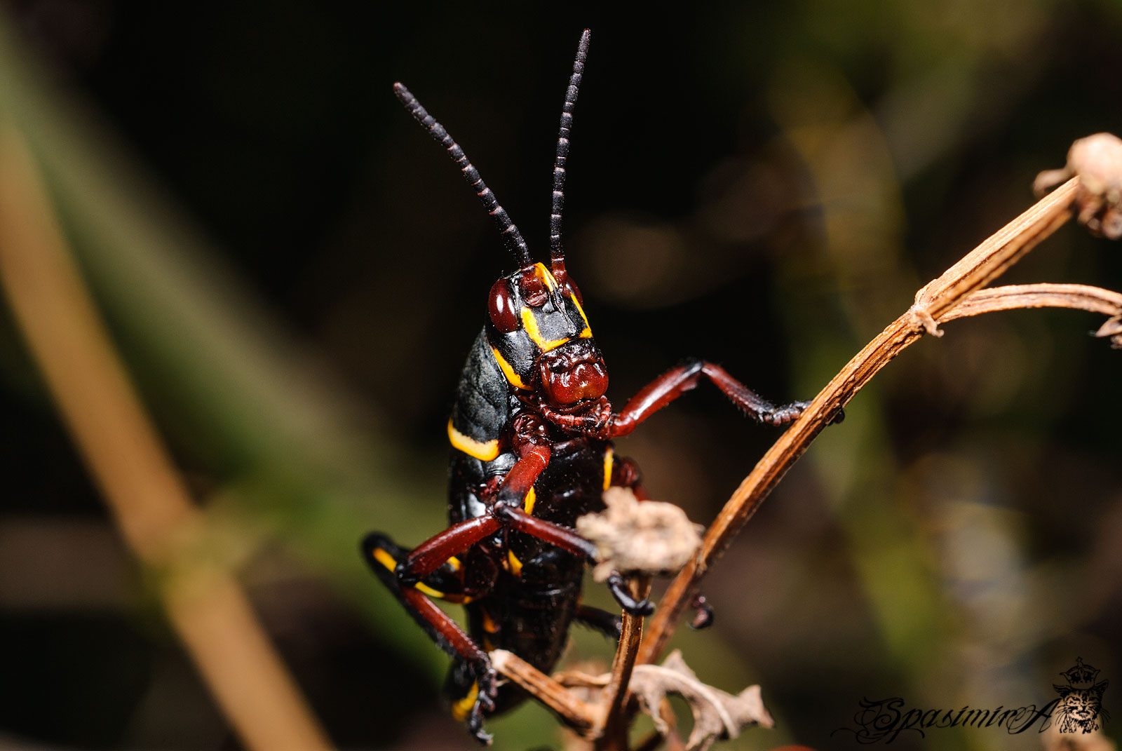 Image from MACRO album