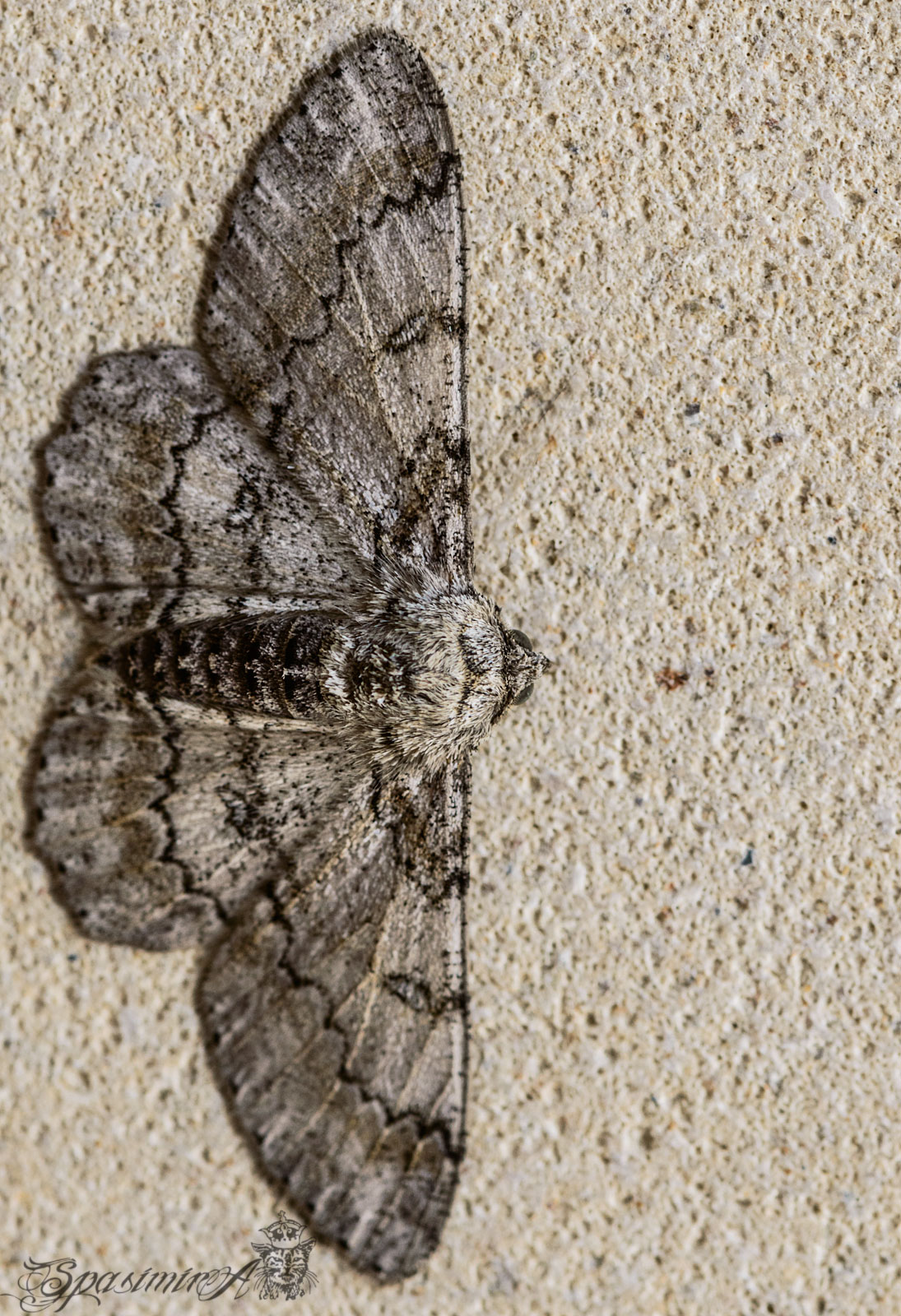 Image from MACRO album