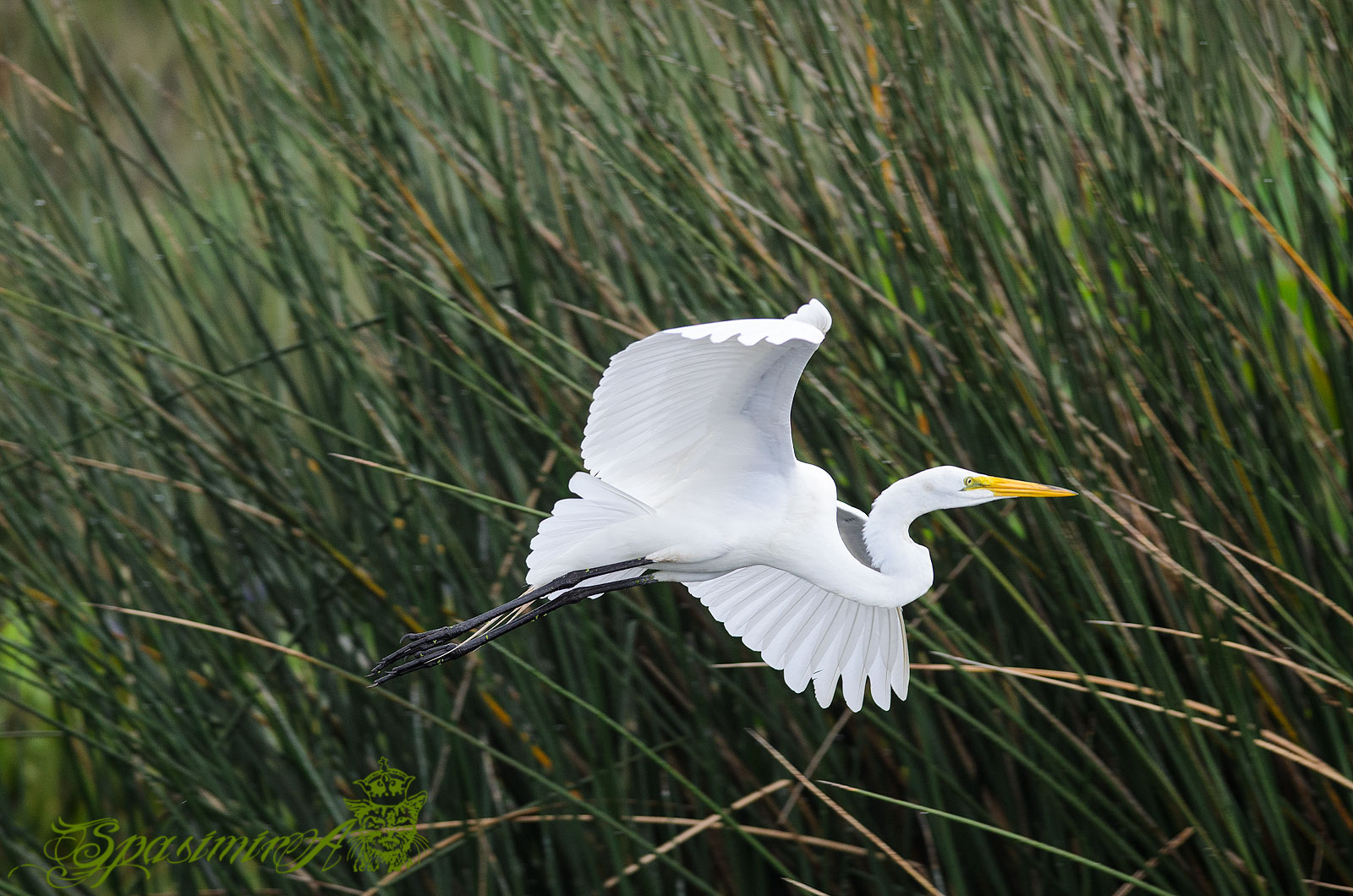 Image from ANIMALS album