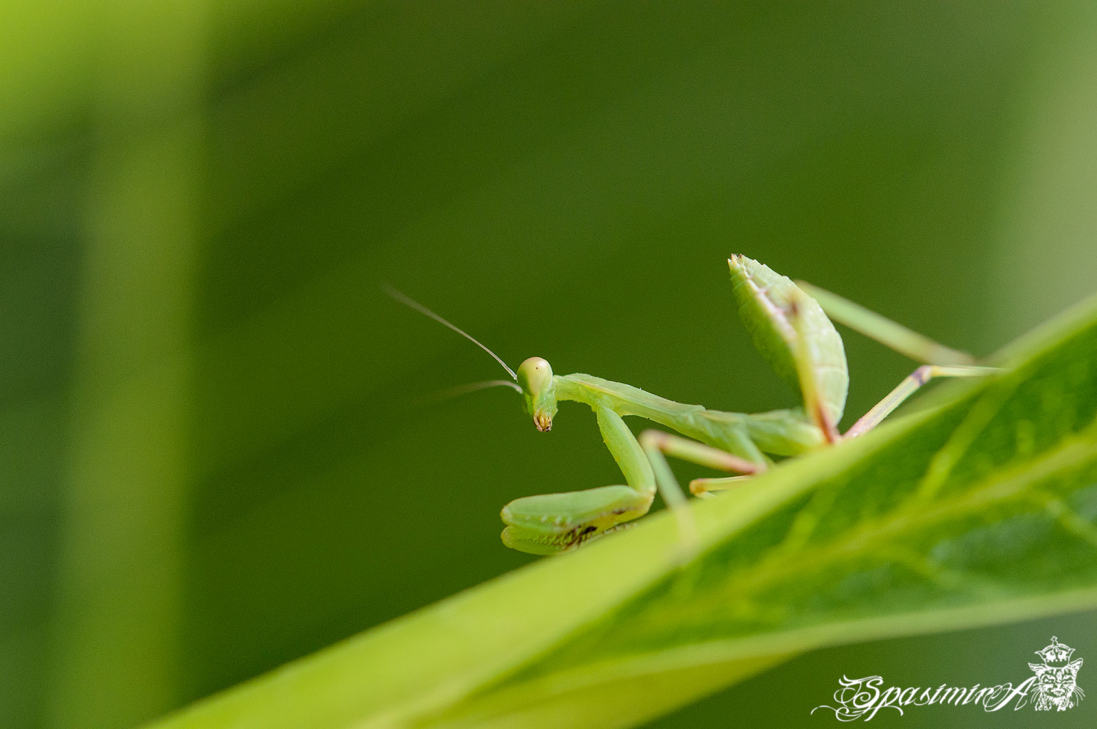 Image from MACRO album