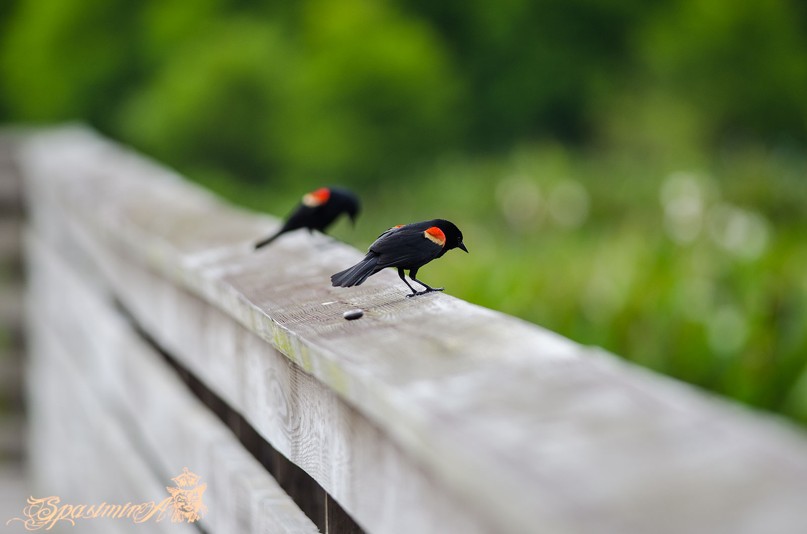 Image from ANIMALS album