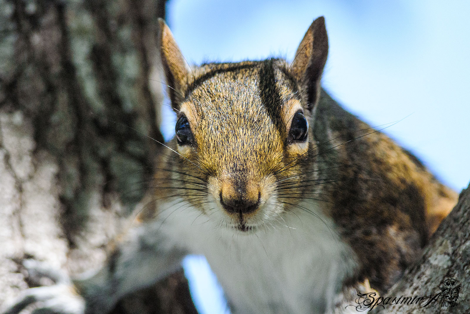 Image from ANIMALS album