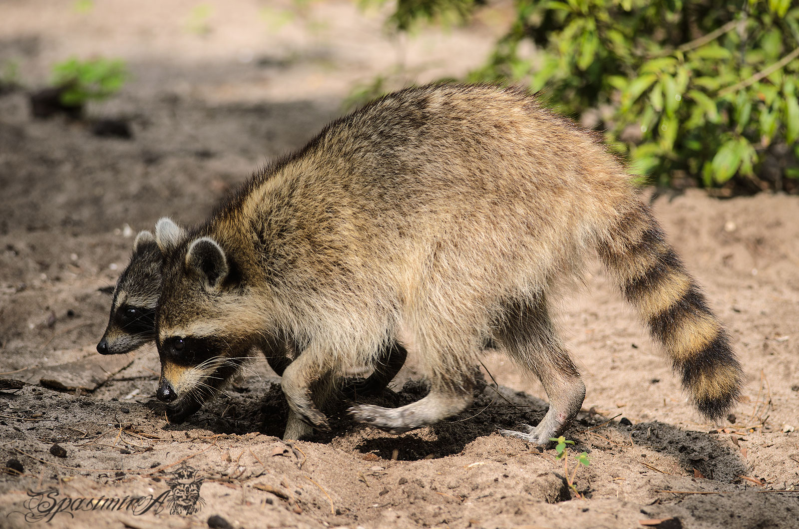 Image from ANIMALS album