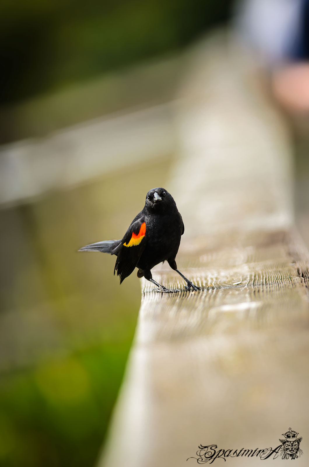 Image from ANIMALS album