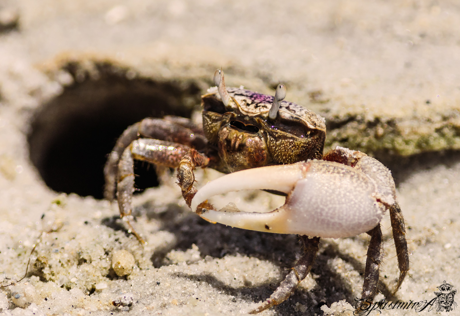 Image from MACRO album