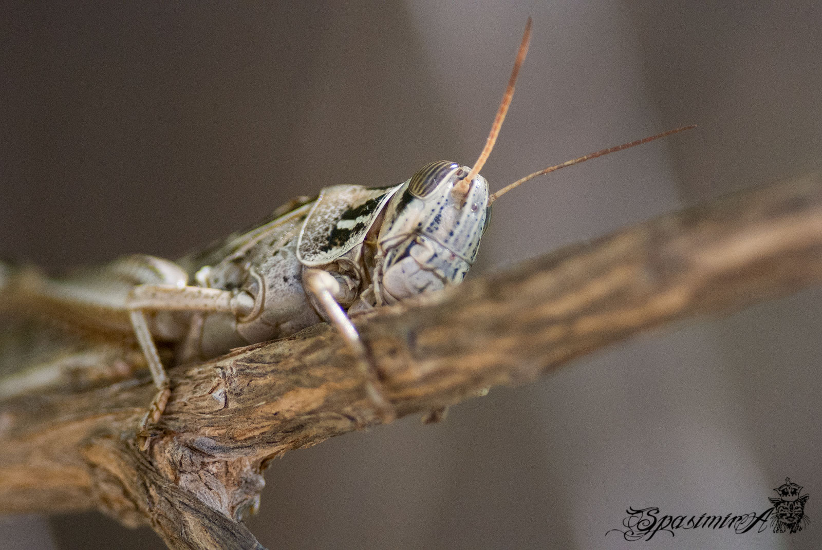 Image from MACRO album