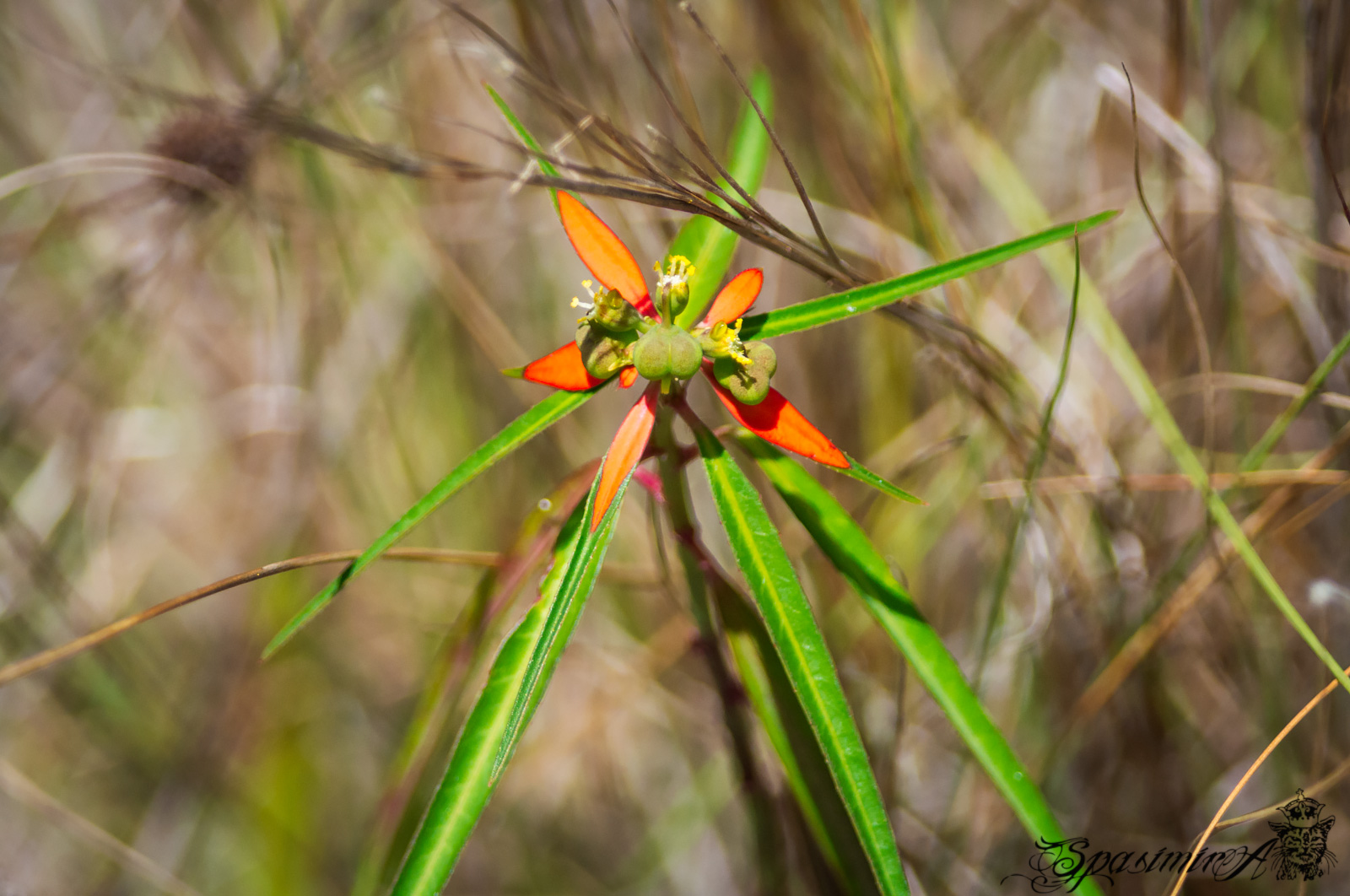 Image from MACRO album