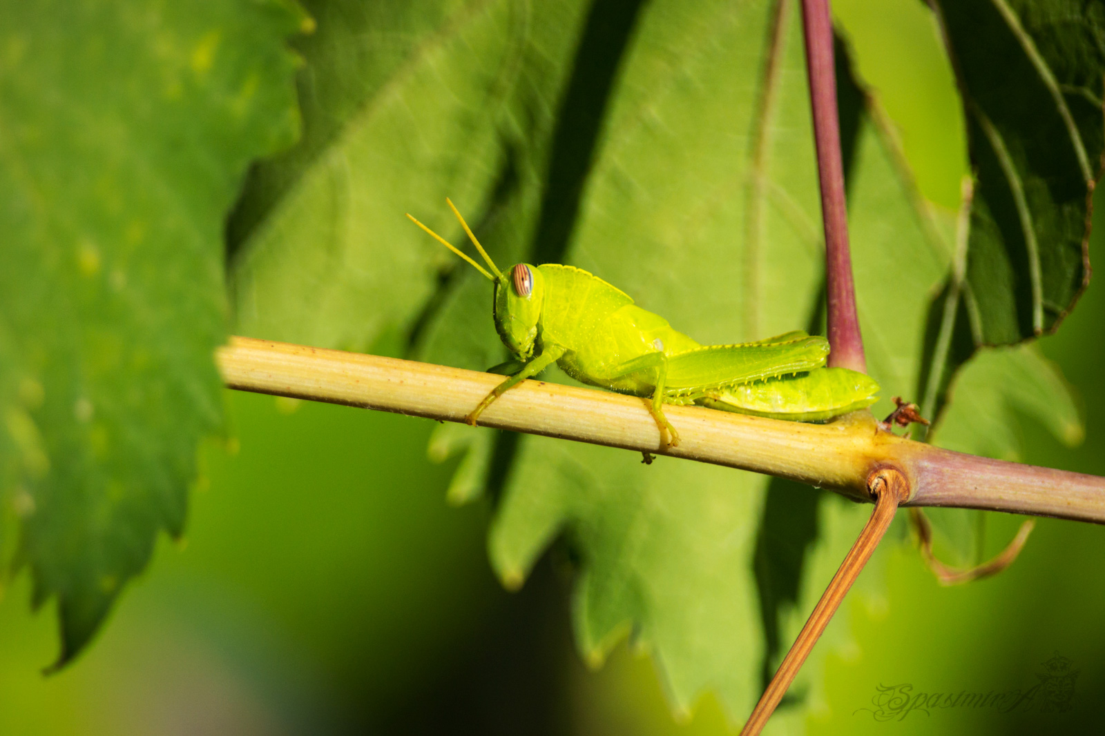 Image from MACRO album