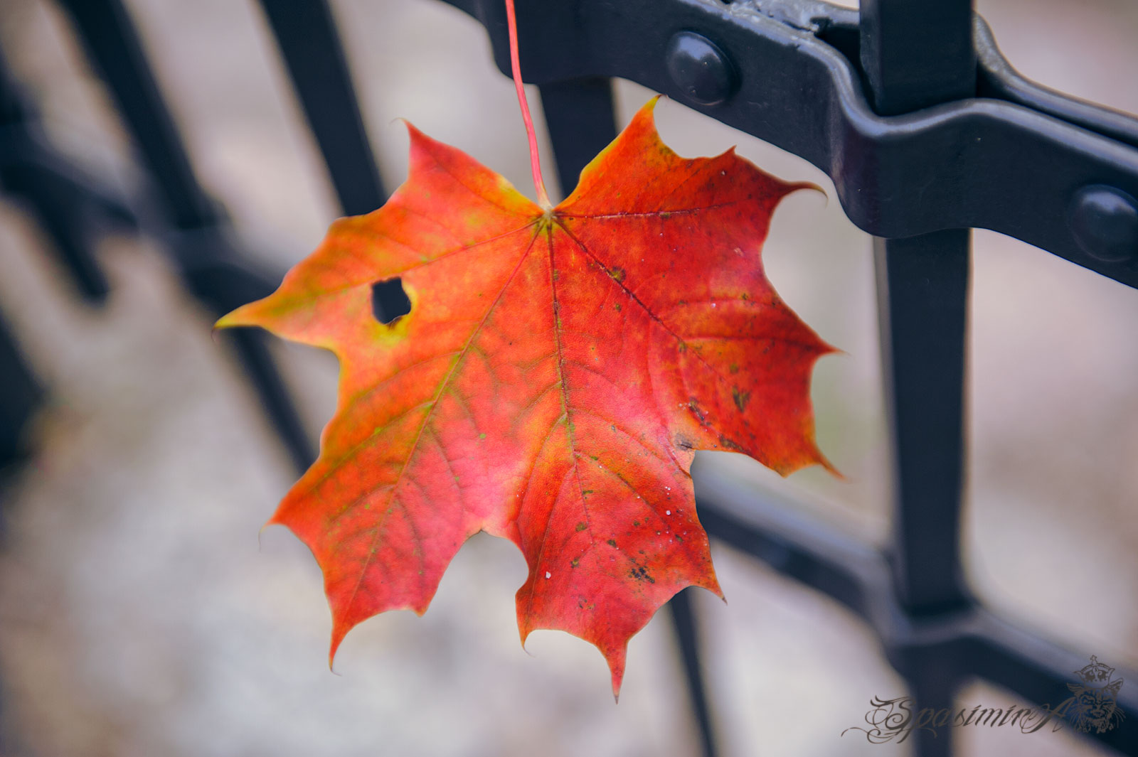 Image from STILL-LIFE album