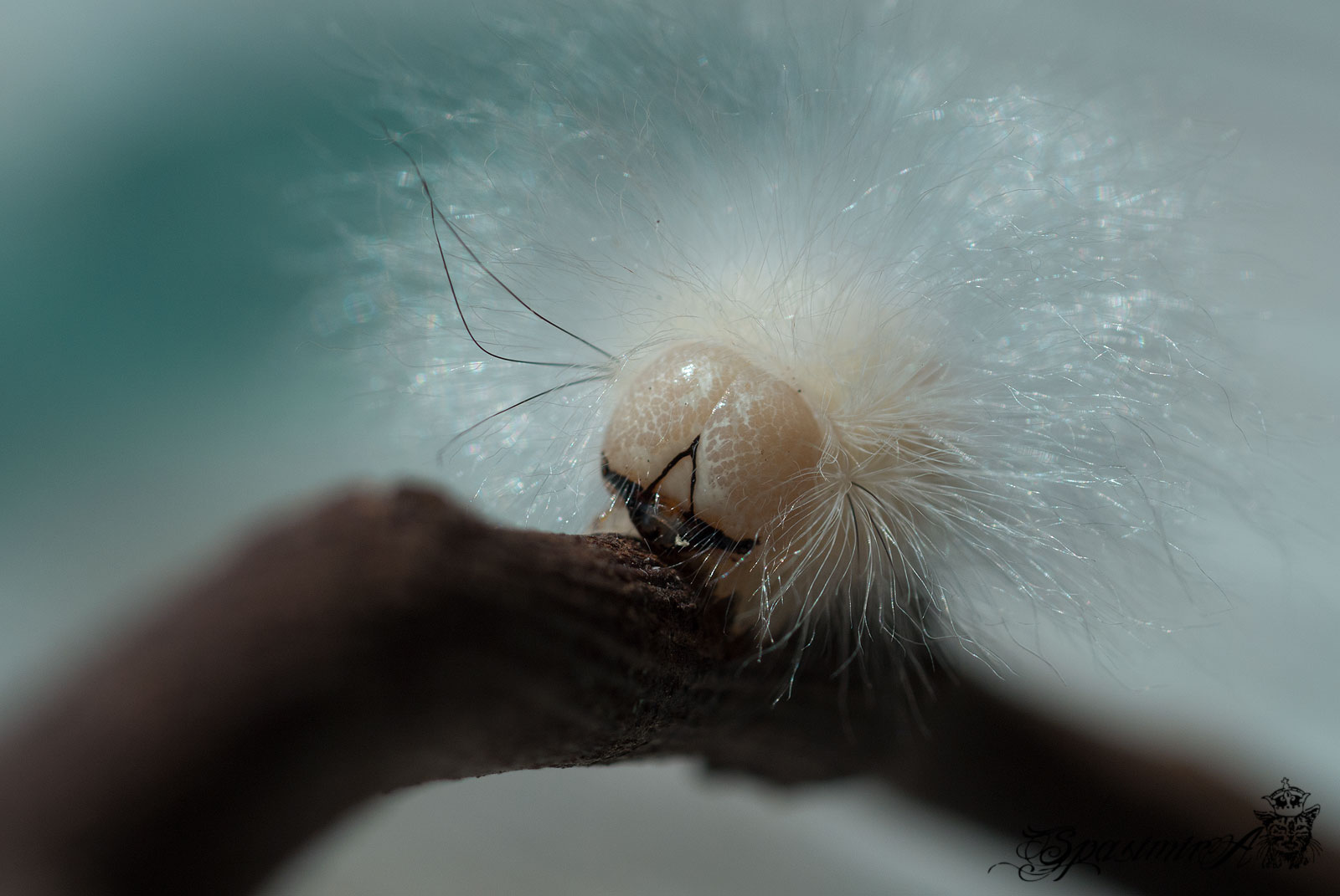 Image from MACRO album