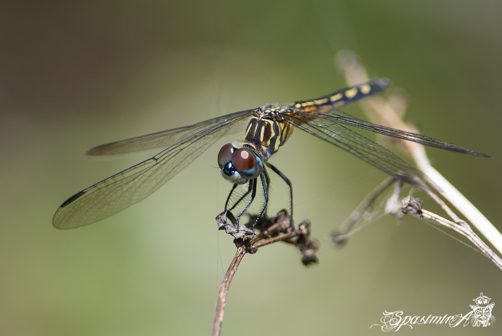 Image from MACRO album