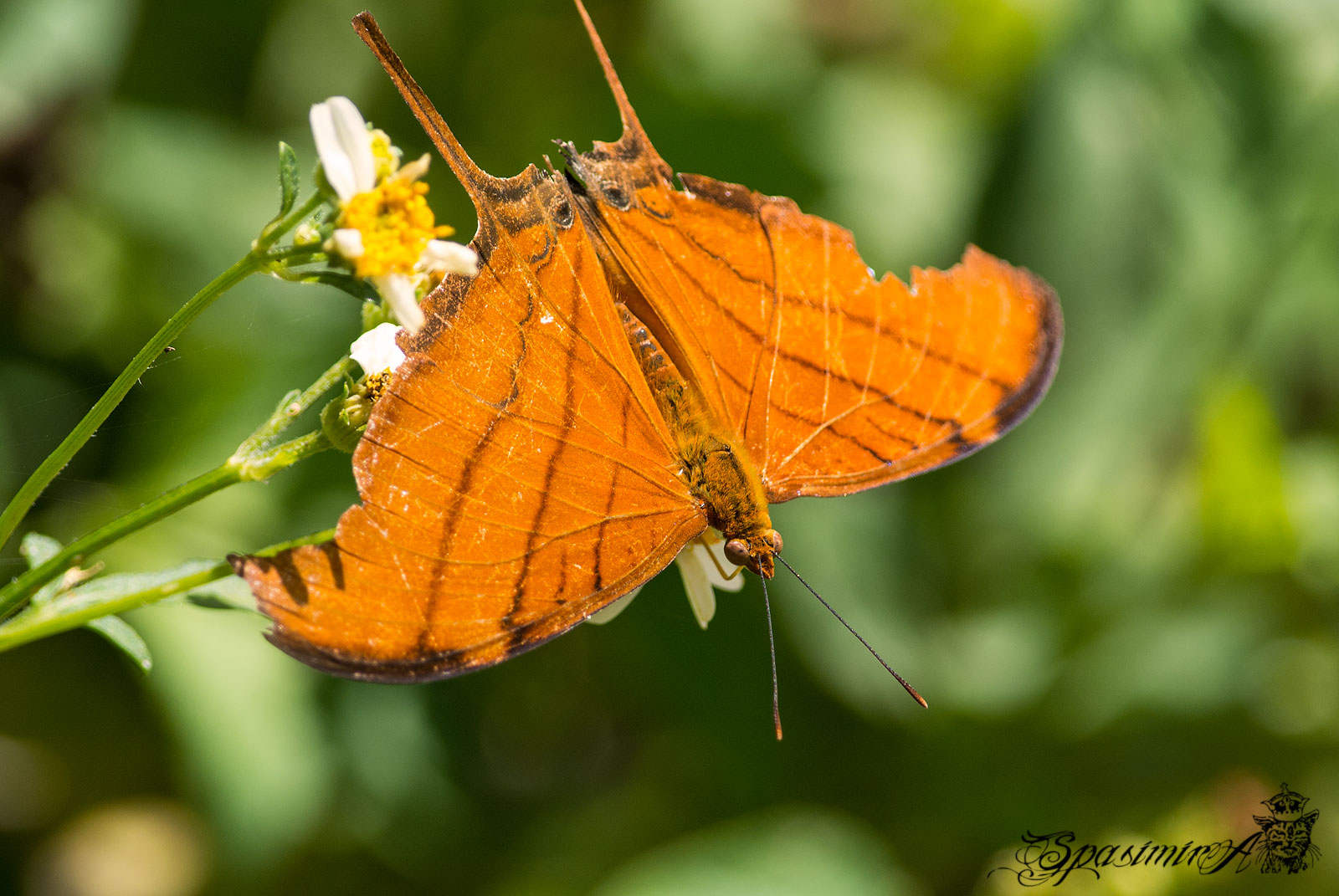 Image from MACRO album