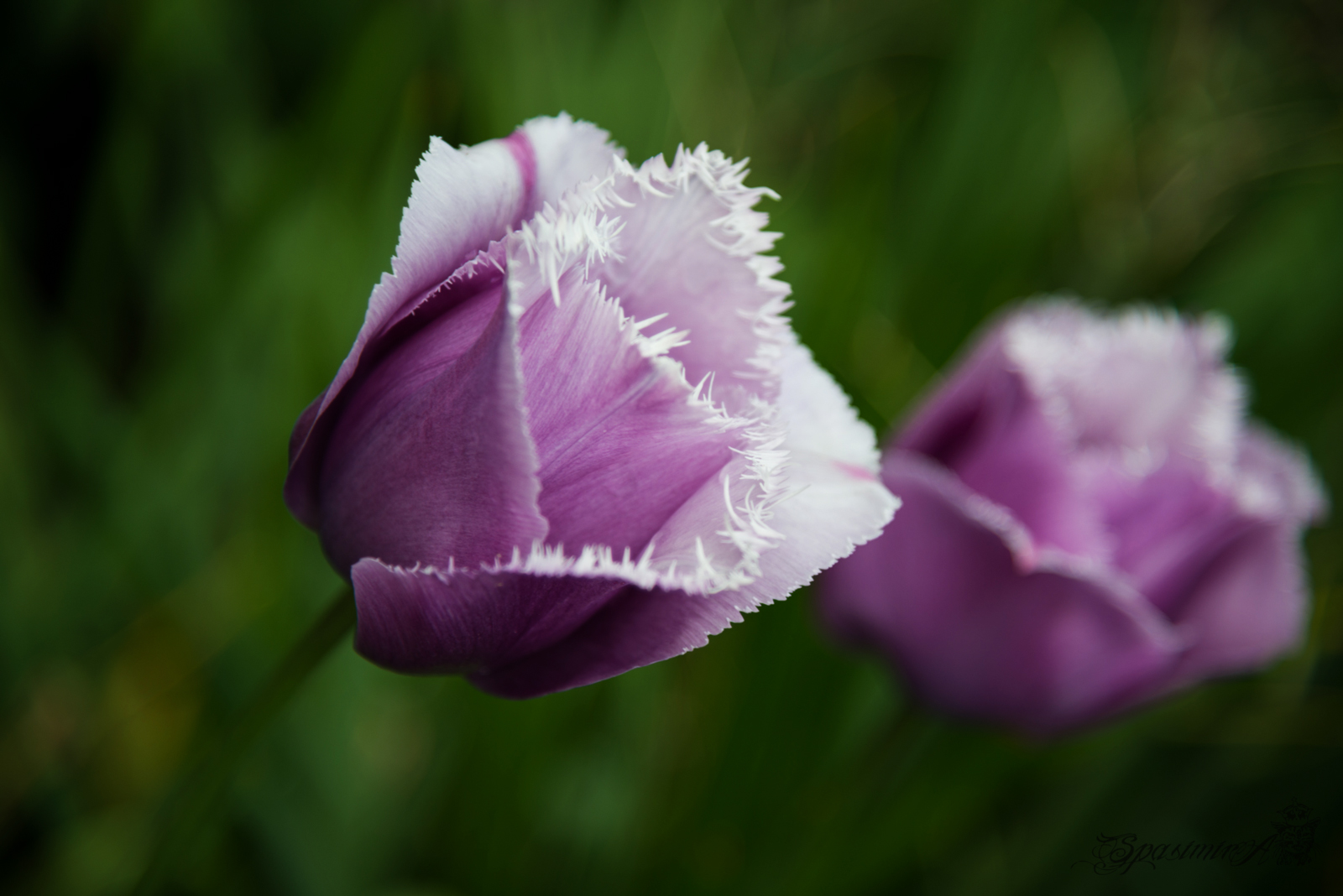 Image from WORLD album