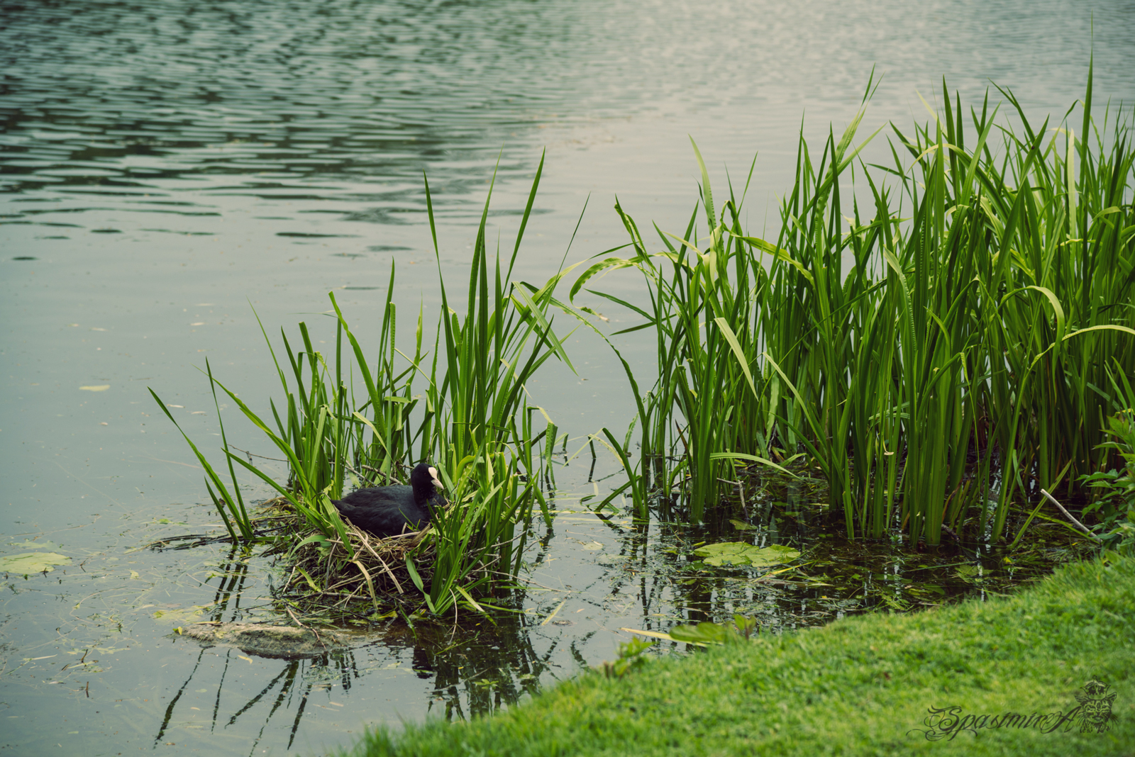 Image from ANIMALS album