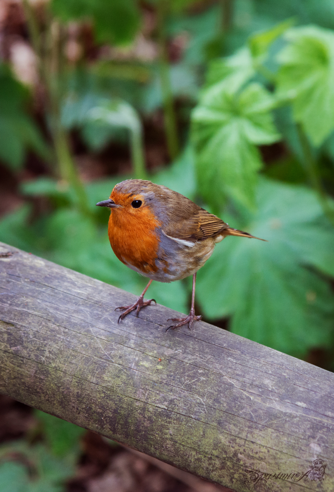 Image from ANIMALS album