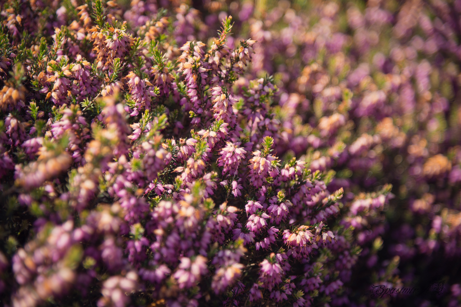 Image from WORLD album