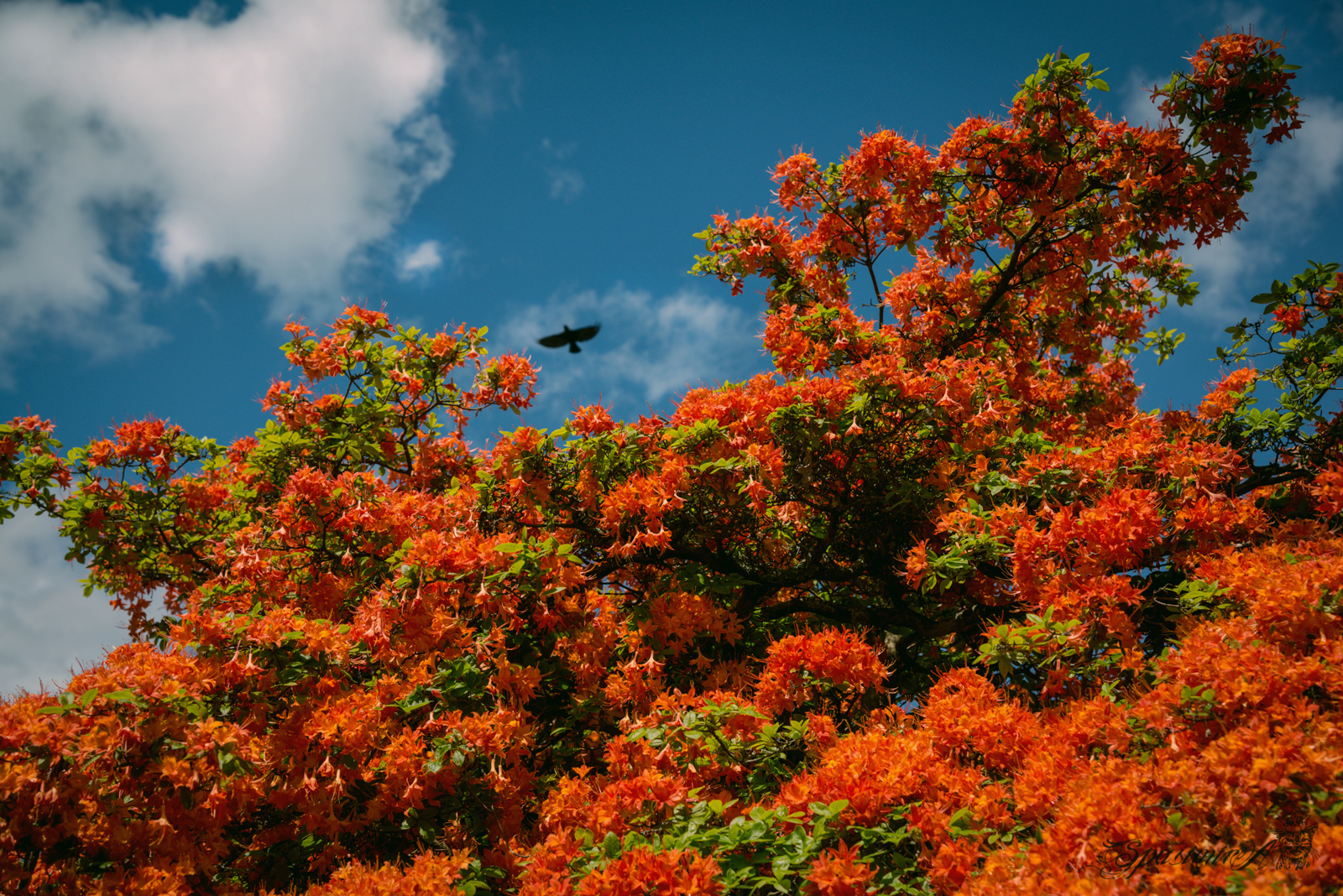 Image from WORLD album