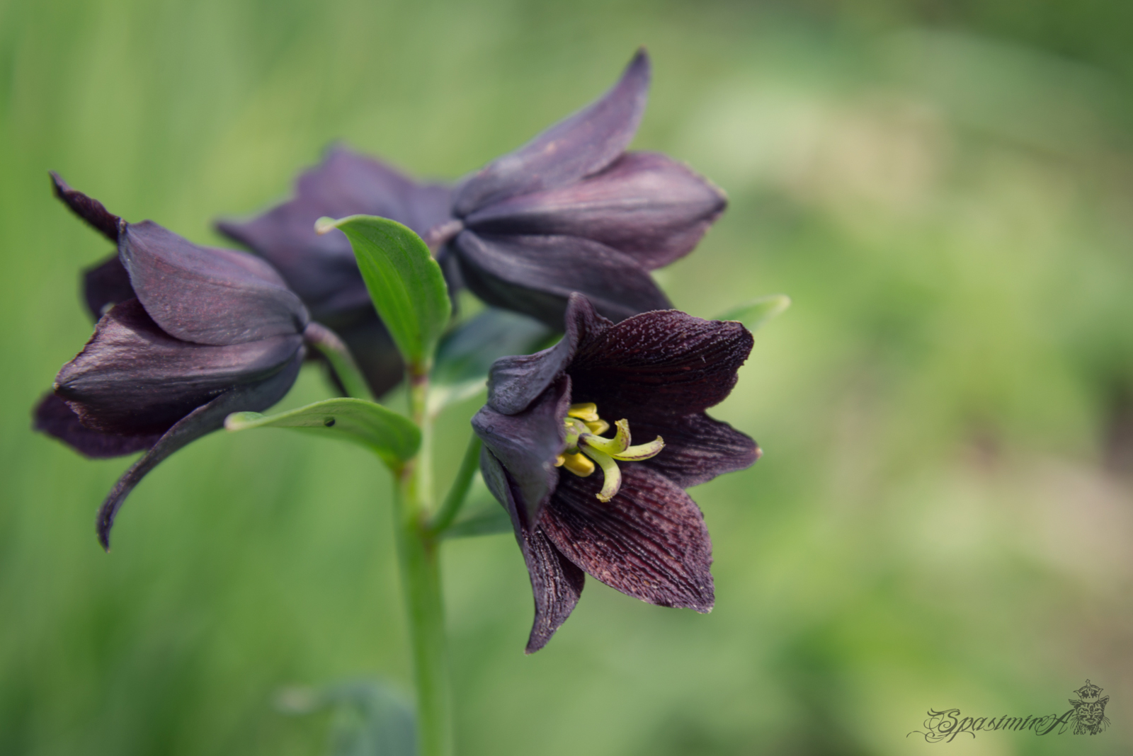 Image from MACRO album