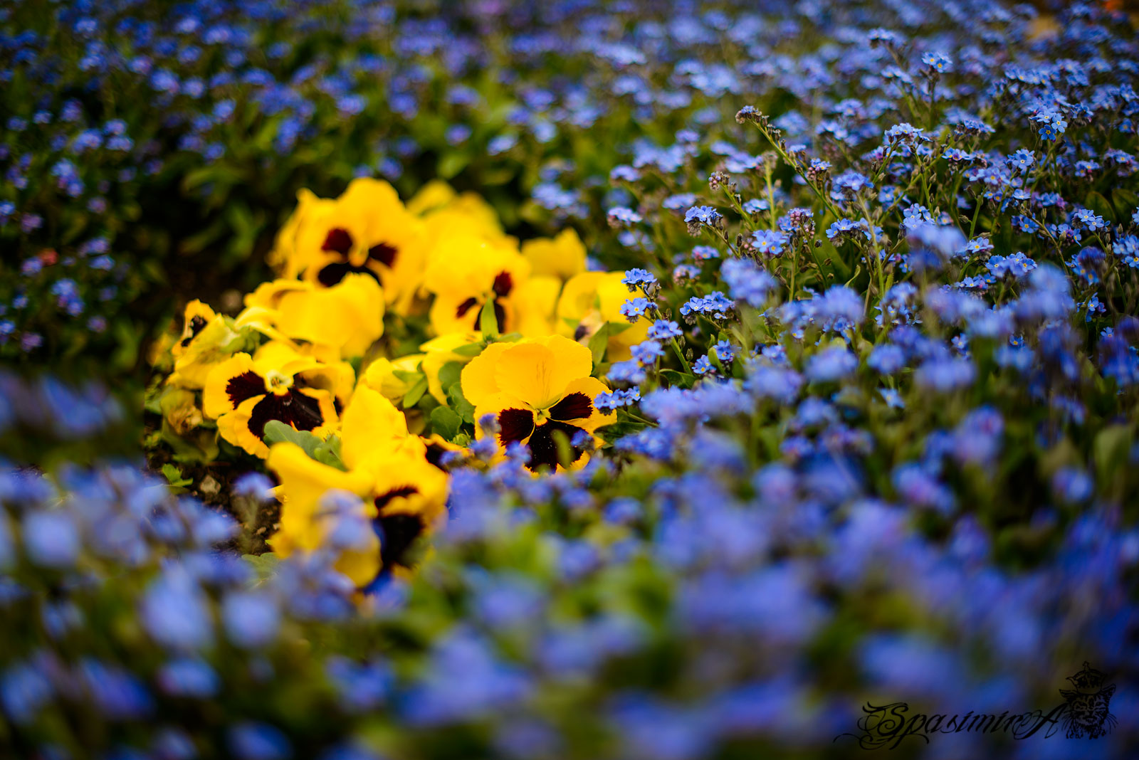 Image from WORLD album