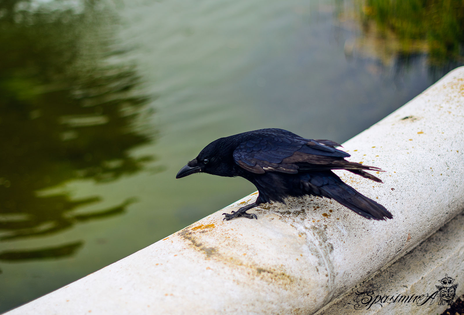 Image from ANIMALS album