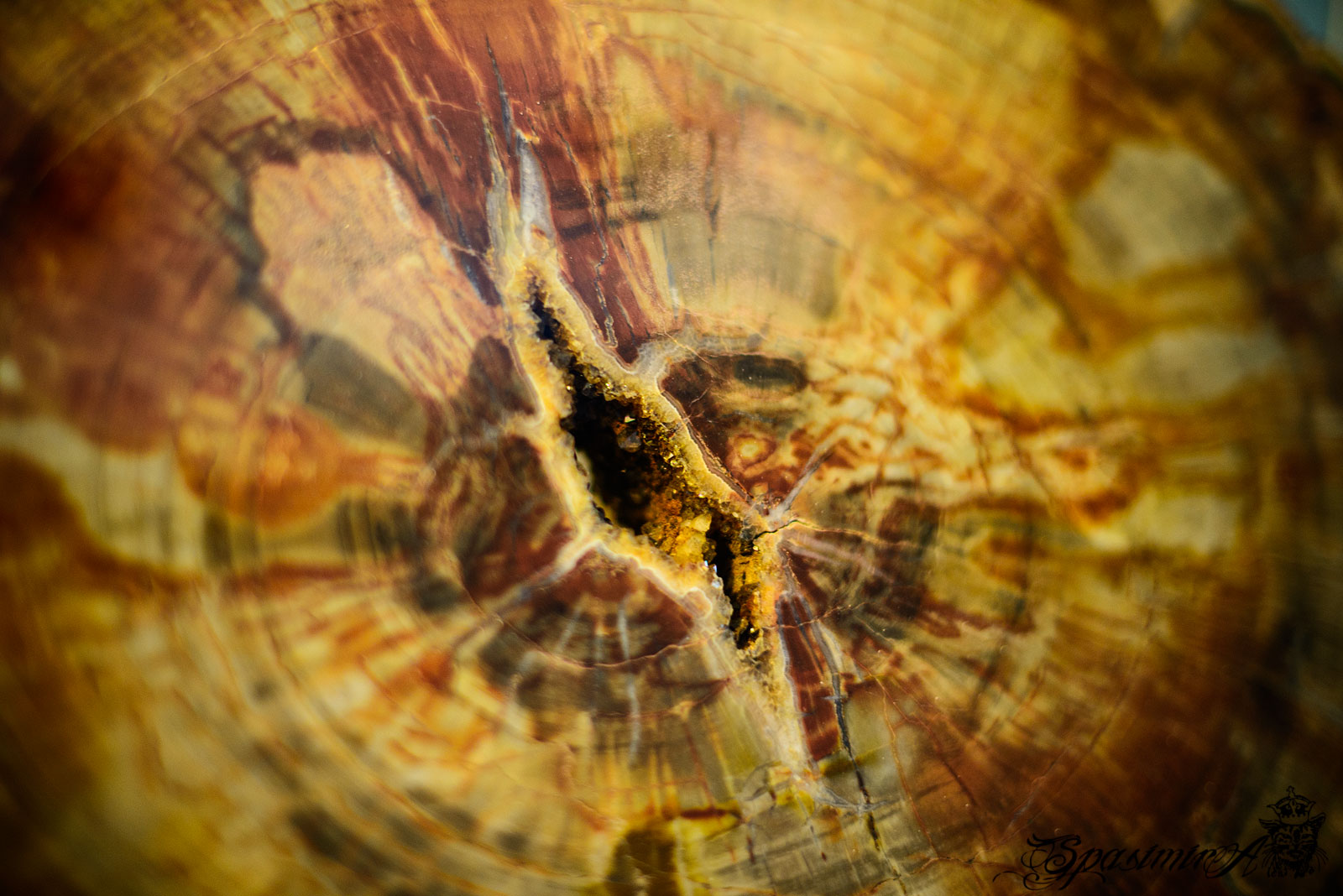 Image from STILL-LIFE album