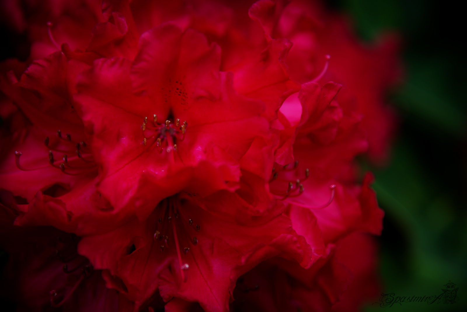 Image from MACRO album