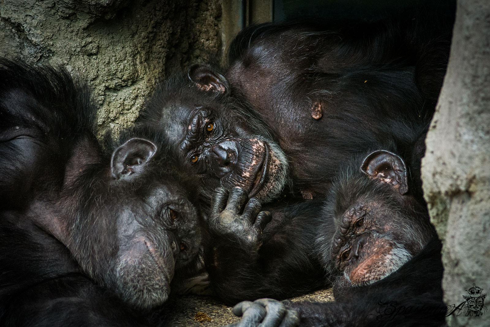 Image from ANIMALS album