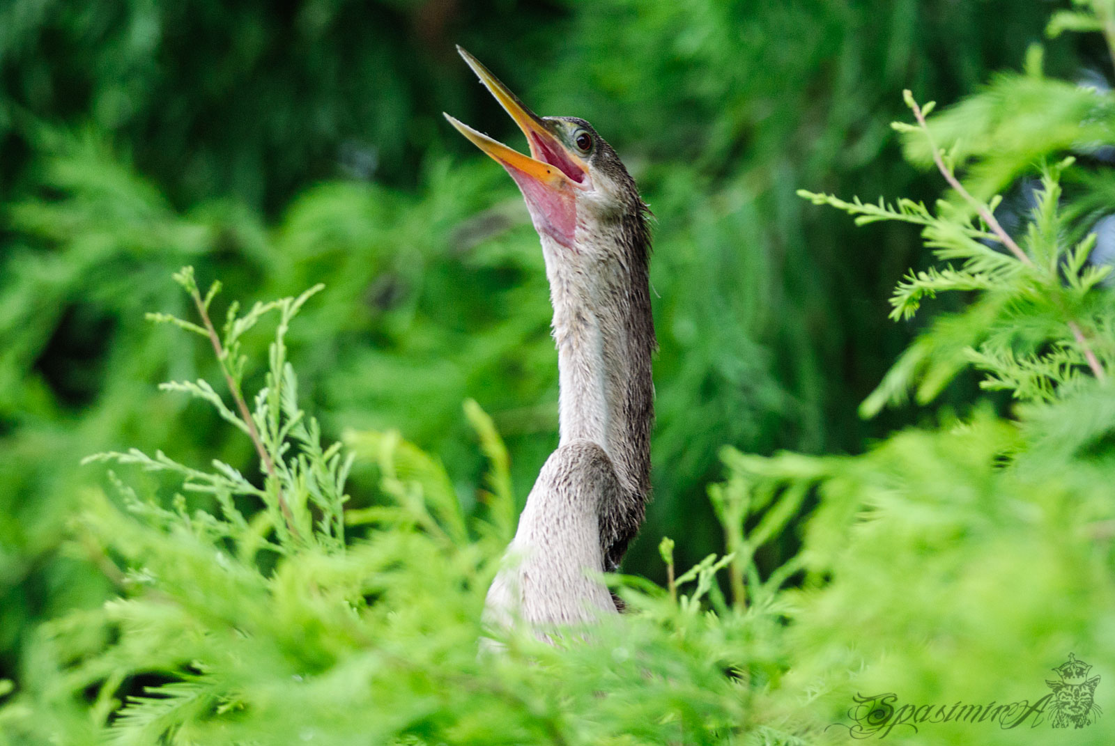 Image from ANIMALS album