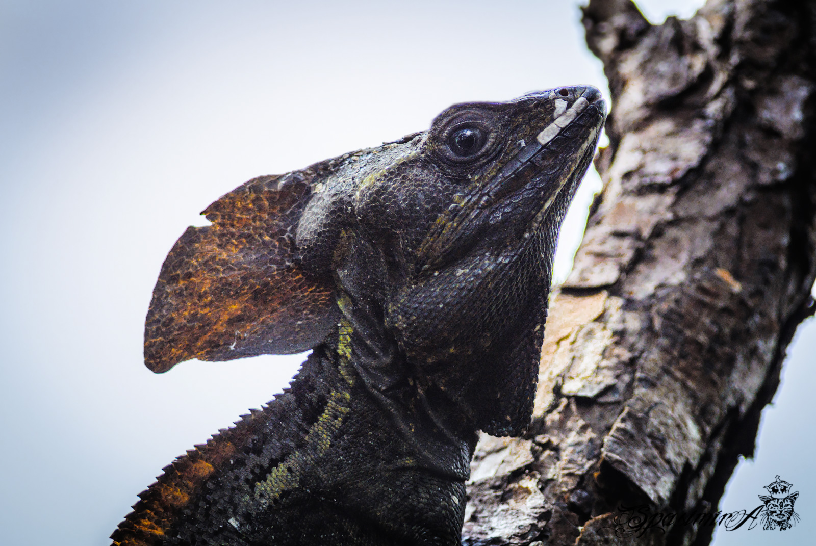 Image from ANIMALS album