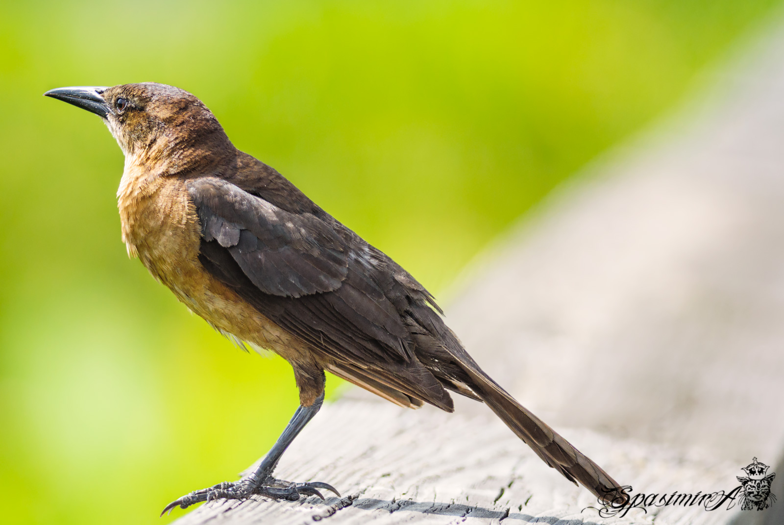 Image from ANIMALS album