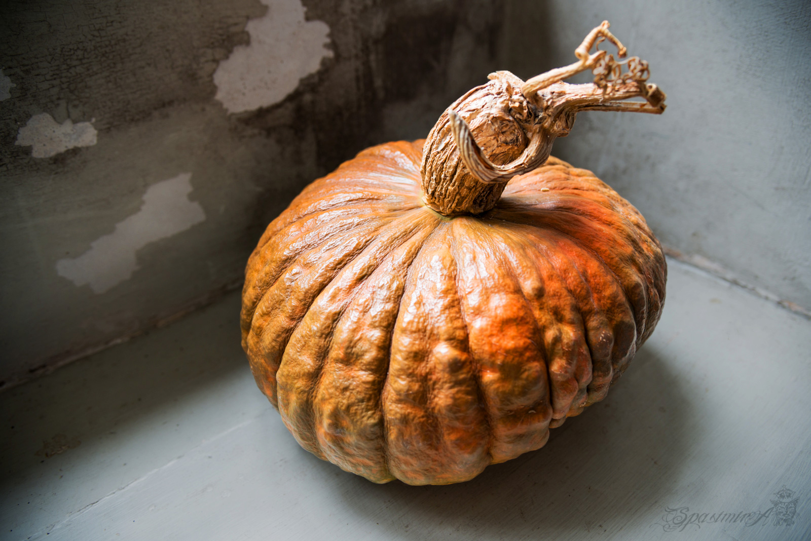 Image from STILL-LIFE album