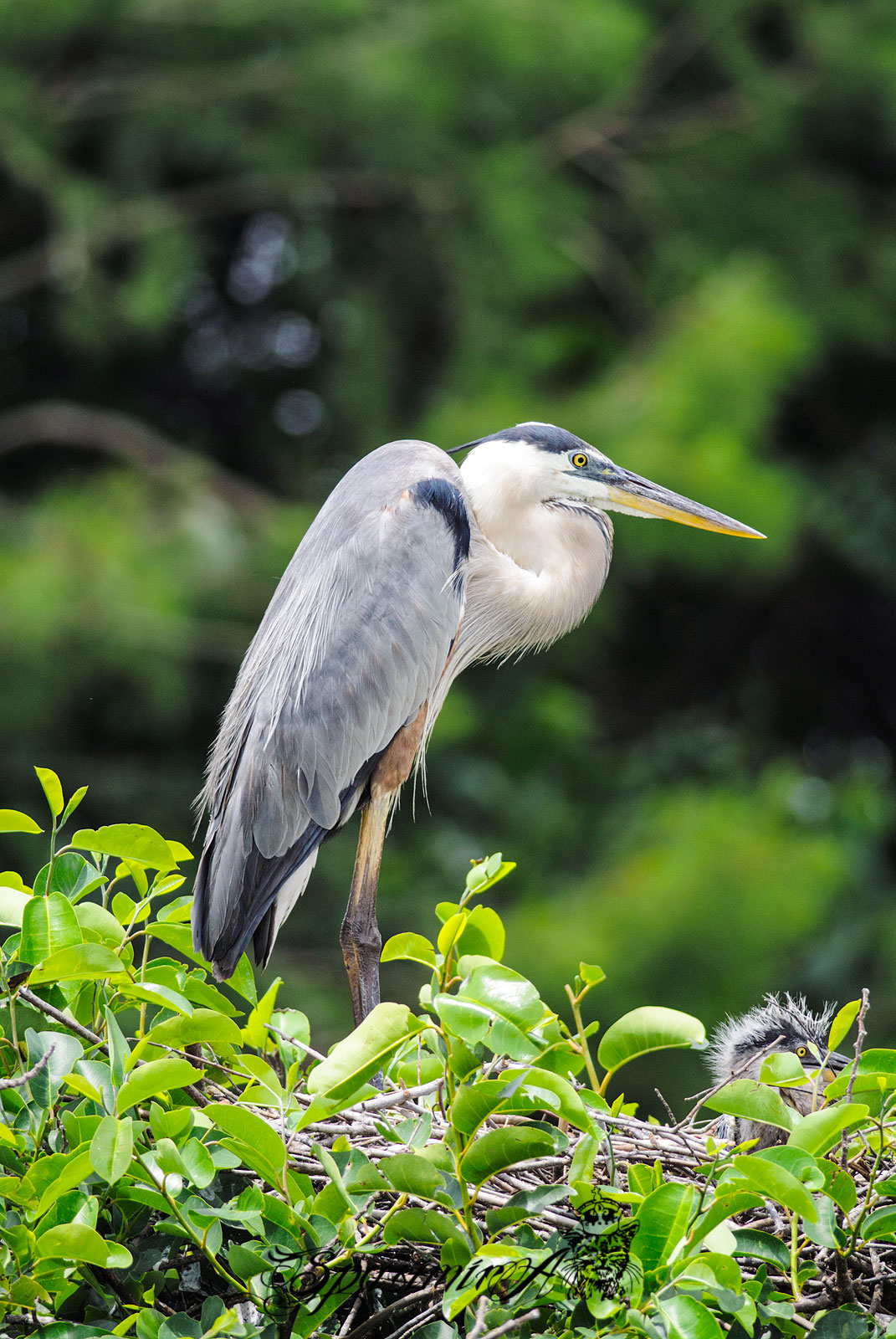 Image from ANIMALS album