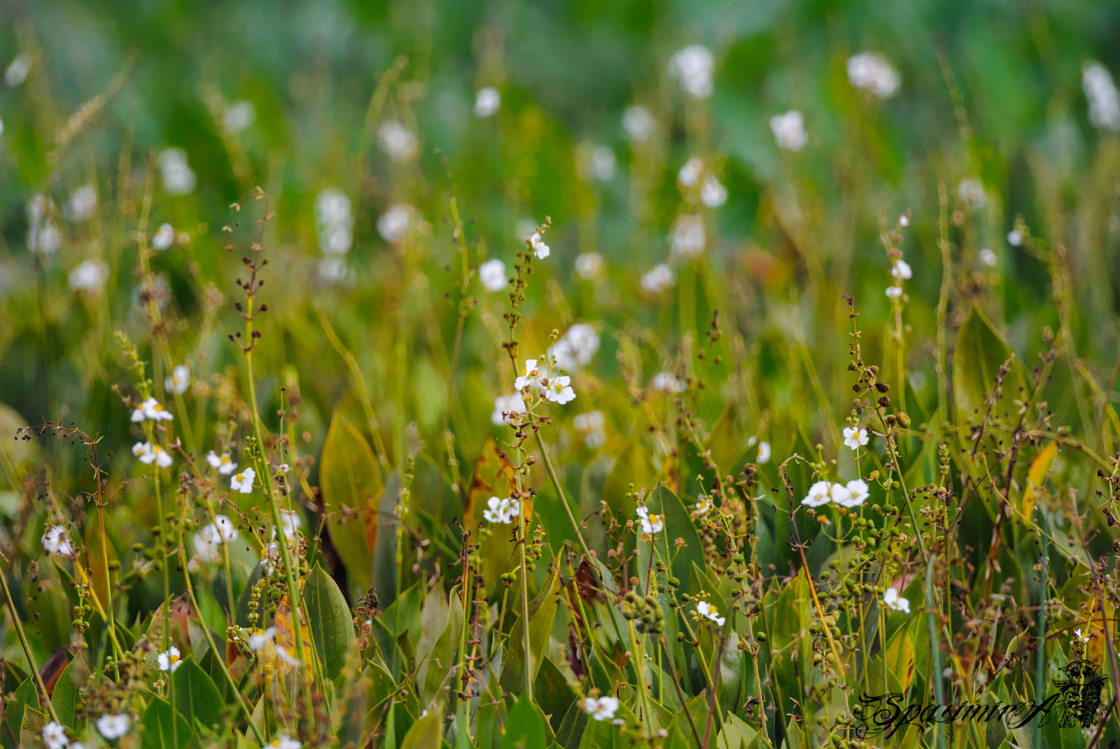 Image from WORLD album