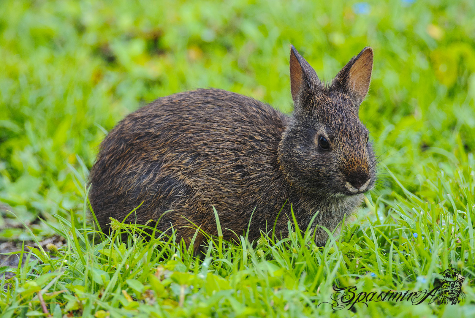 Image from ANIMALS album