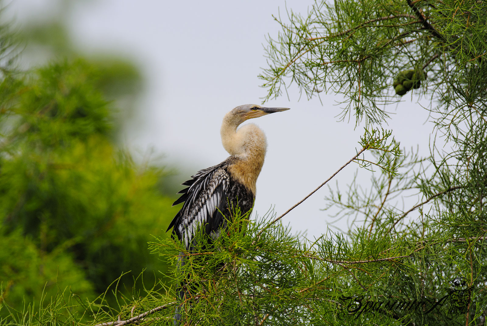 Image from ANIMALS album