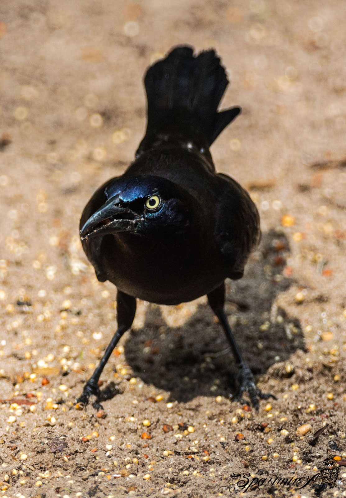 Image from ANIMALS album