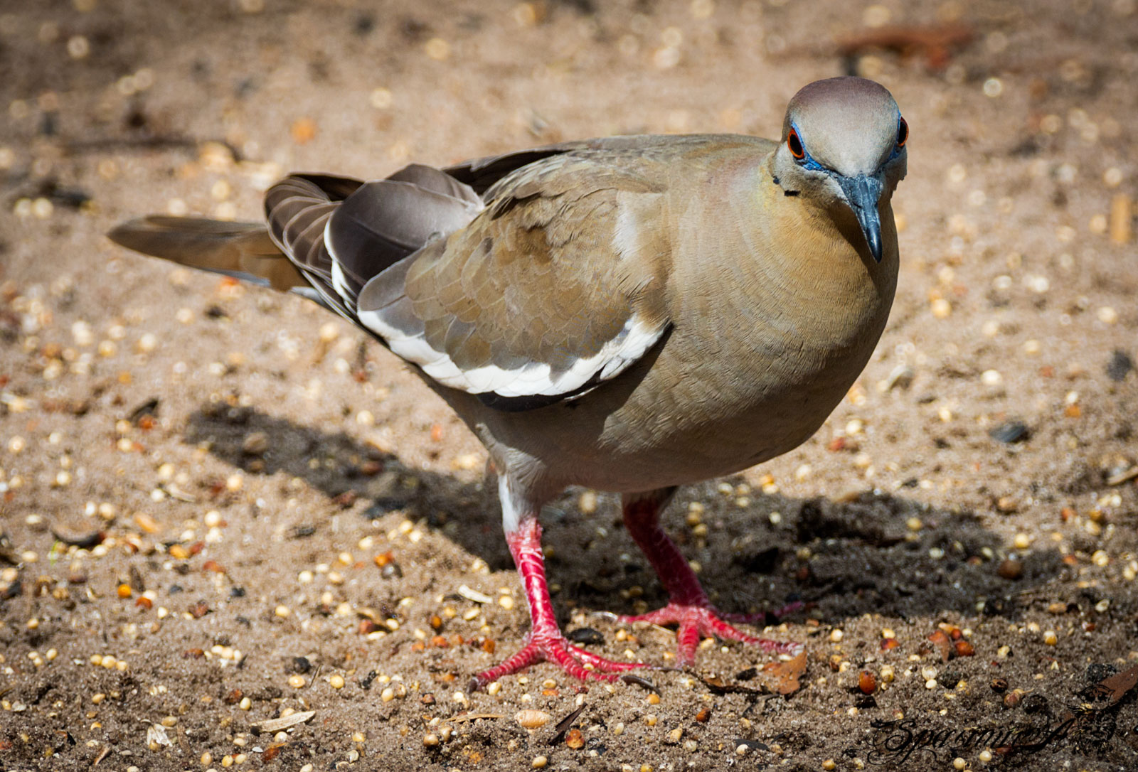 Image from ANIMALS album