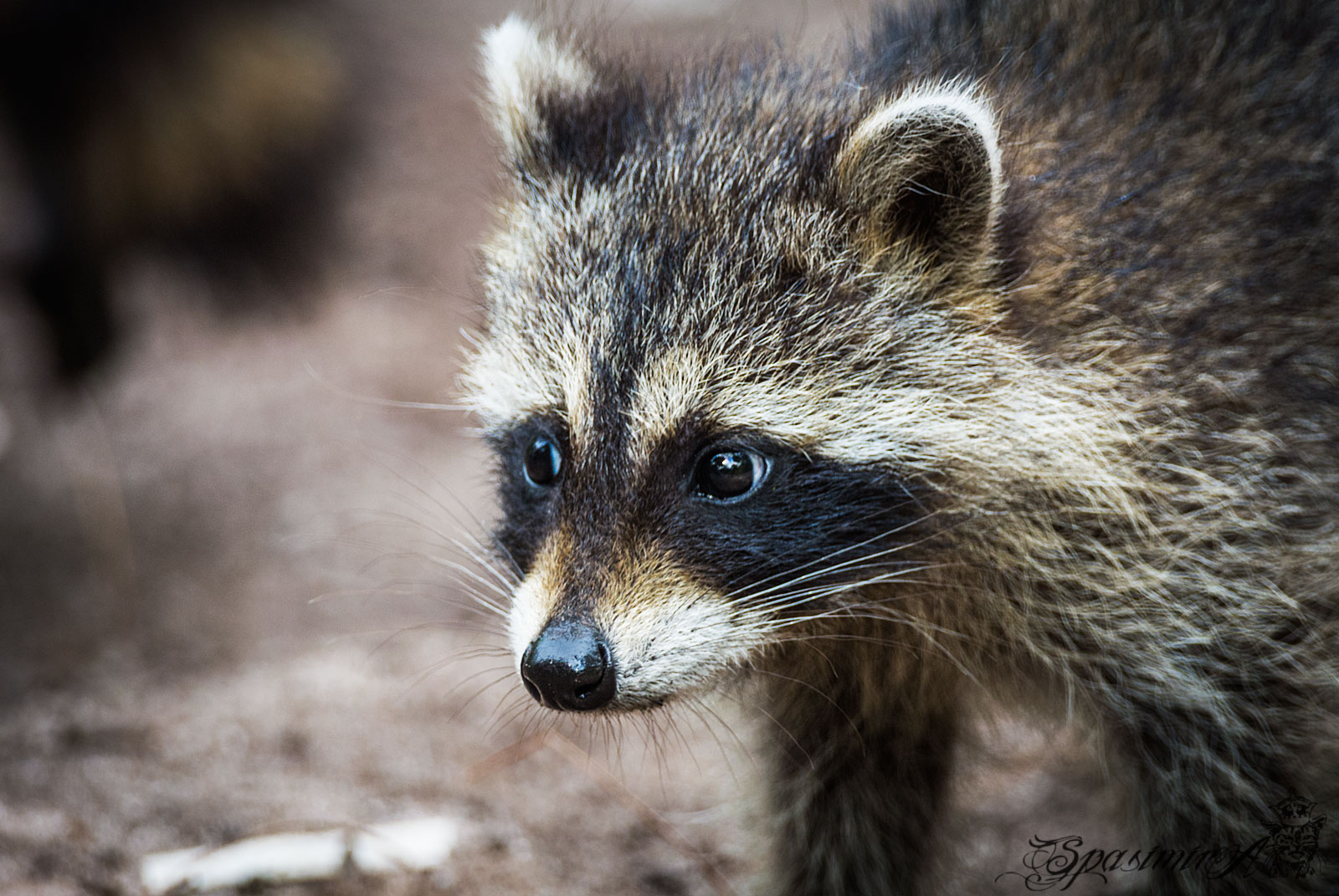 Image from ANIMALS album