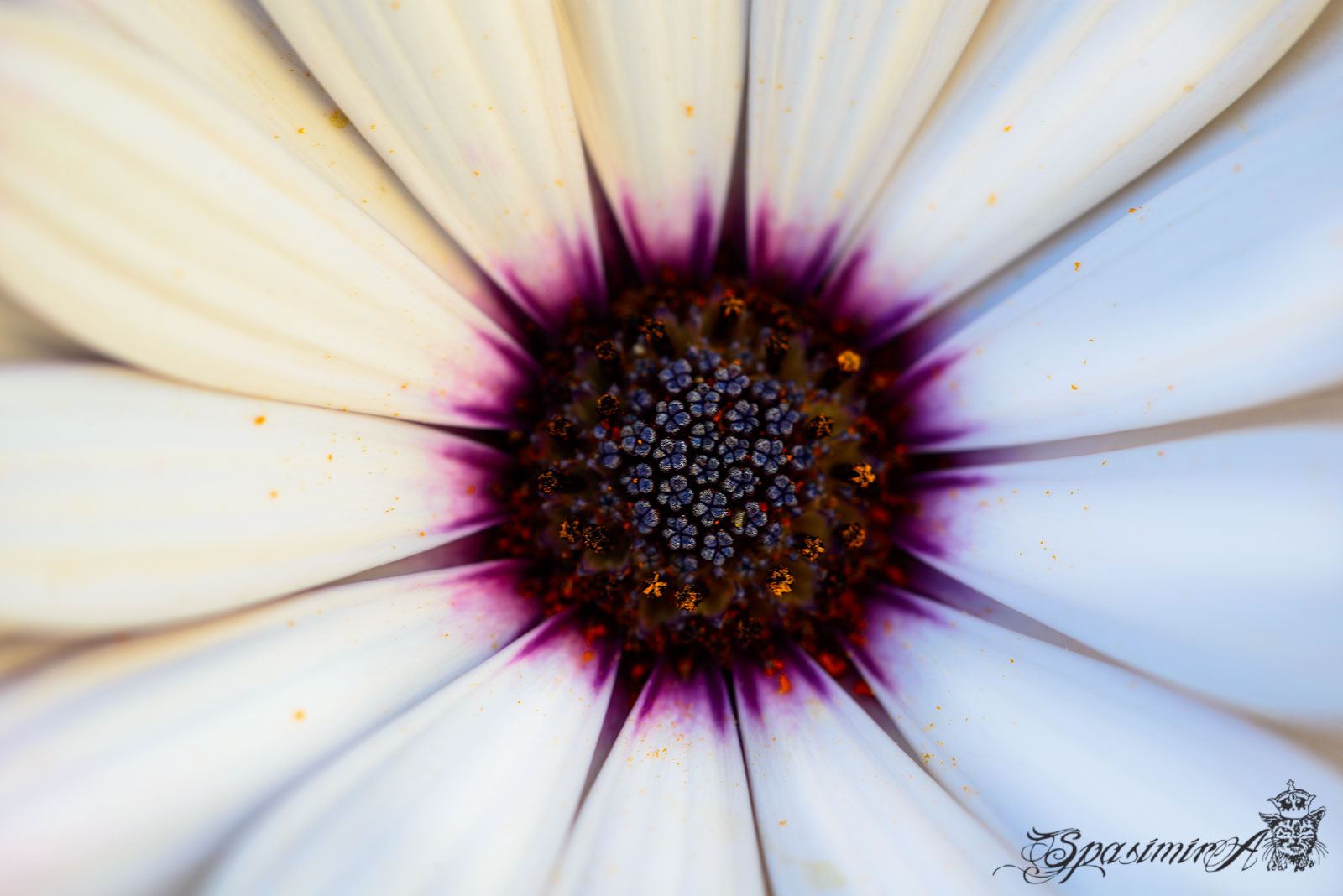 Image from MACRO album