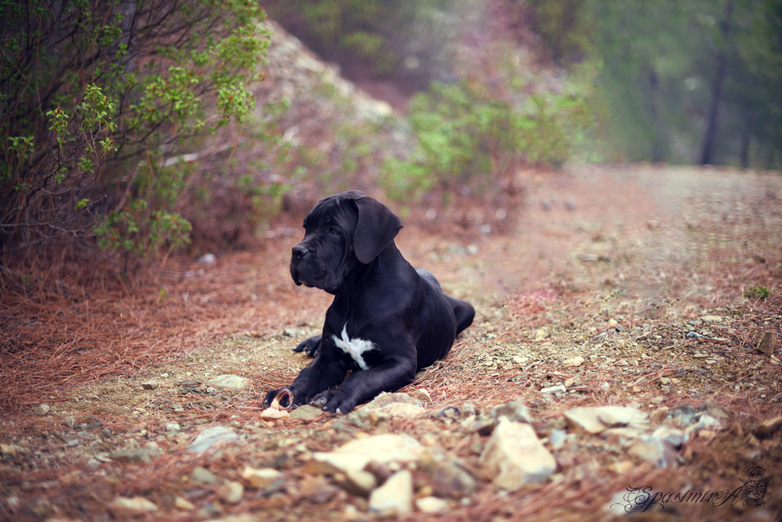 Image from ANIMALS album