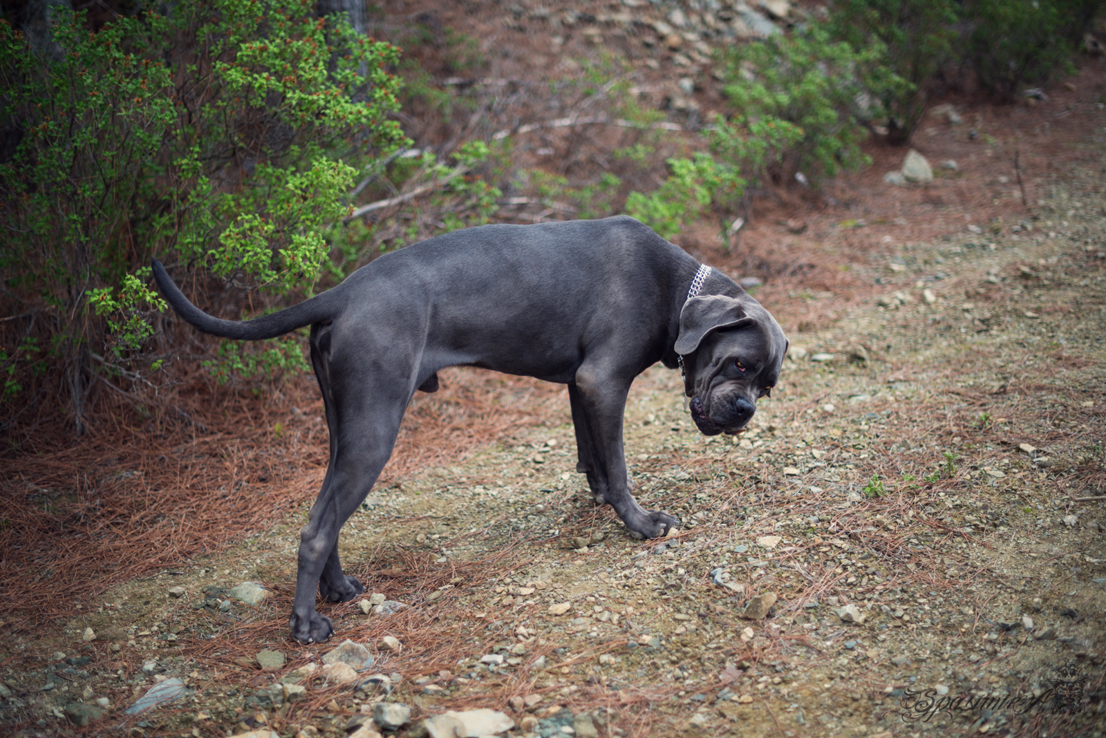 Image from ANIMALS album