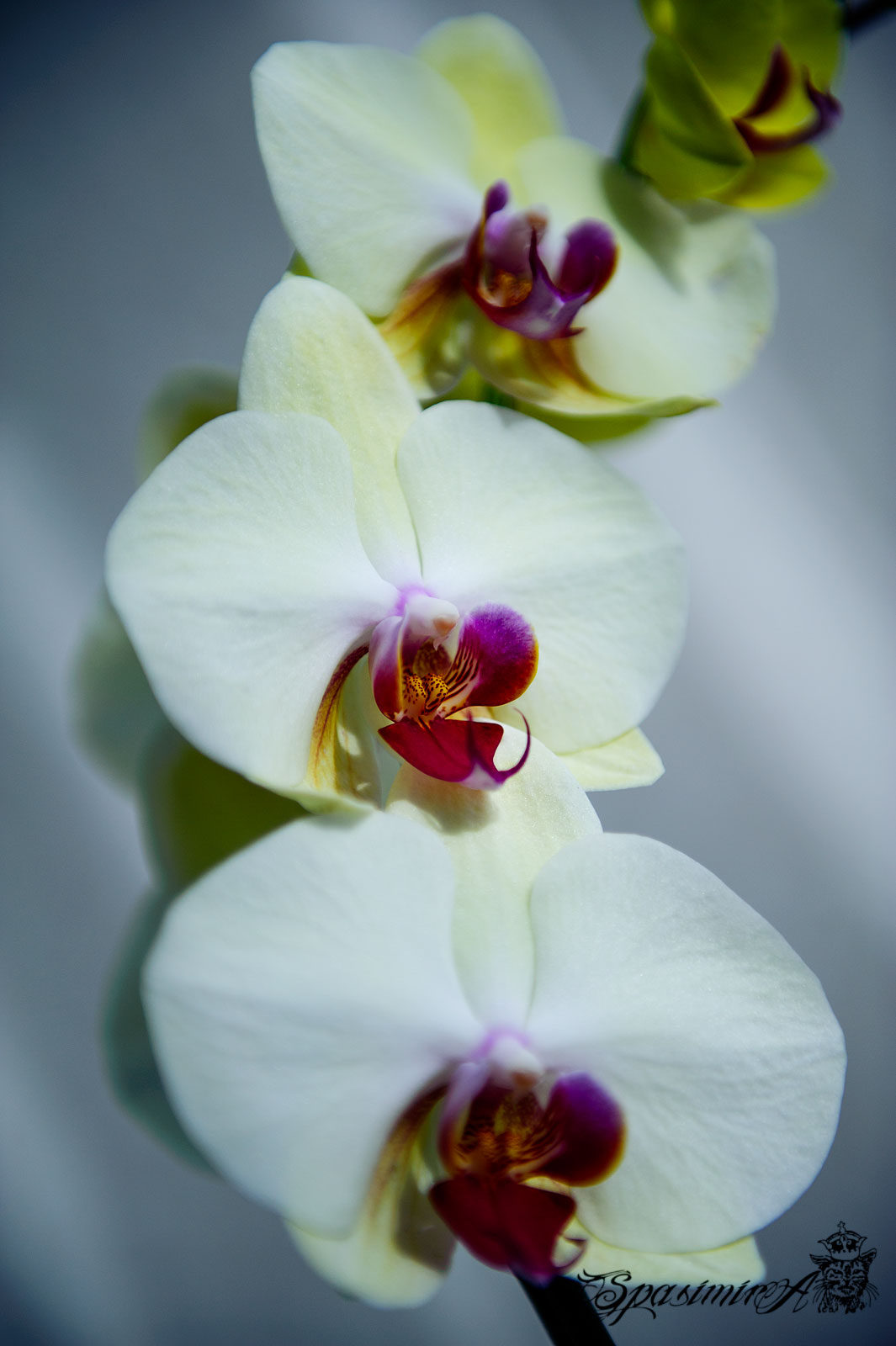 Image from WORLD album