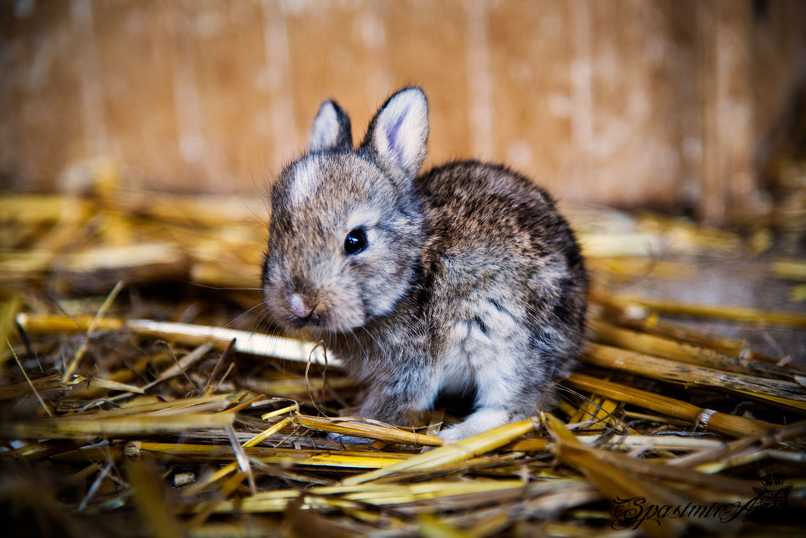 Image from ANIMALS album