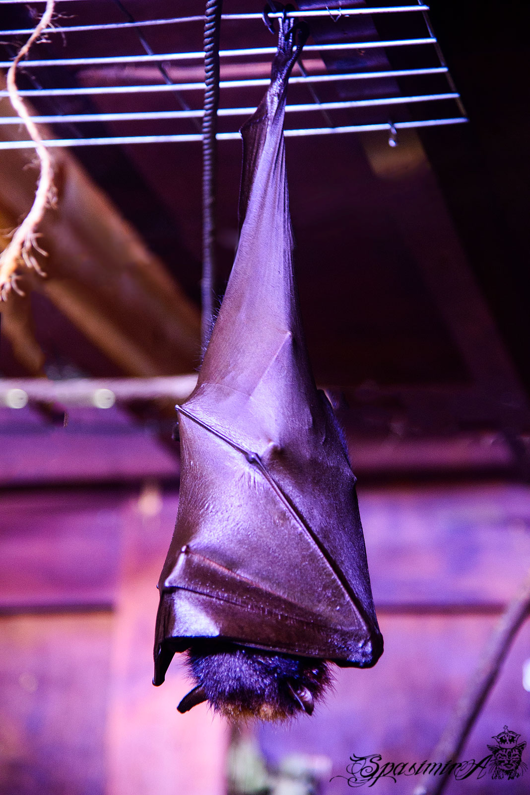 Image from ANIMALS album