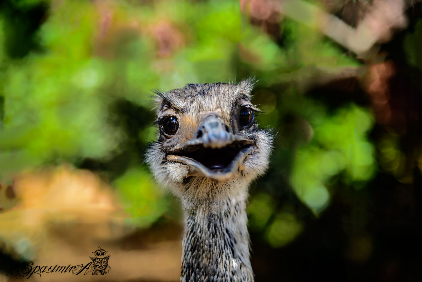 Image from ANIMALS album