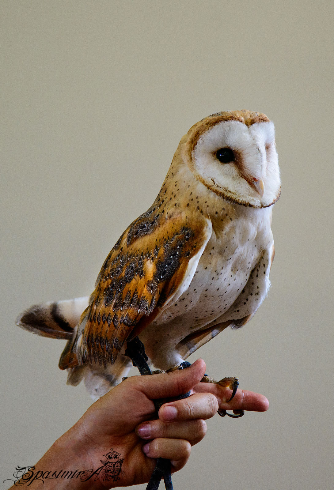 Image from ANIMALS album